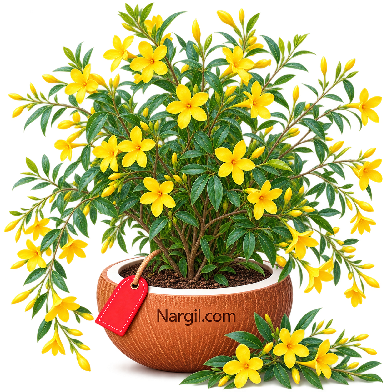 Nargil_Jasminum fruticans